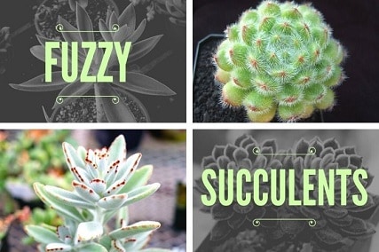 23 fuzzy leaf succulent species (with pictures)