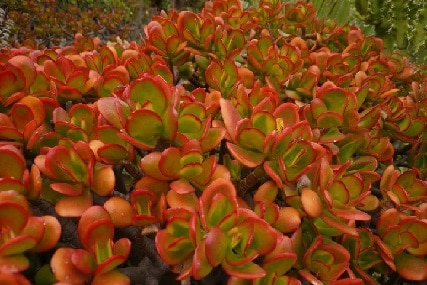 the science behind jade plant leaves turning red