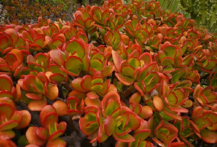 jade plant leaves turning red