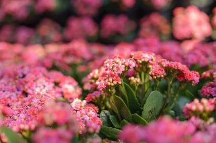 40+ different kalanchoe varieties with pictures