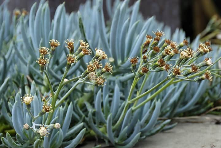 senecio mandraliscae vs serpens