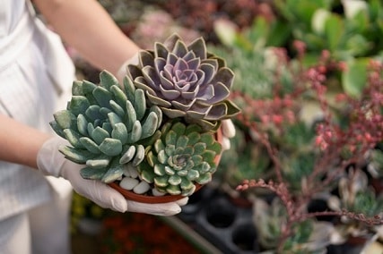 spiritual meaning of succulent plants according to feng shui