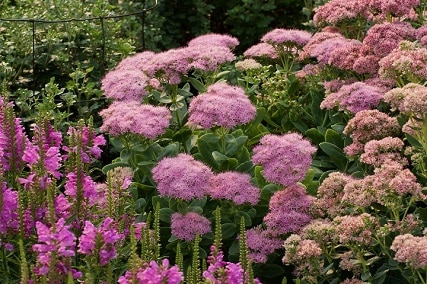 10 tall sedum varieties for a fascinating garden [with pictures]