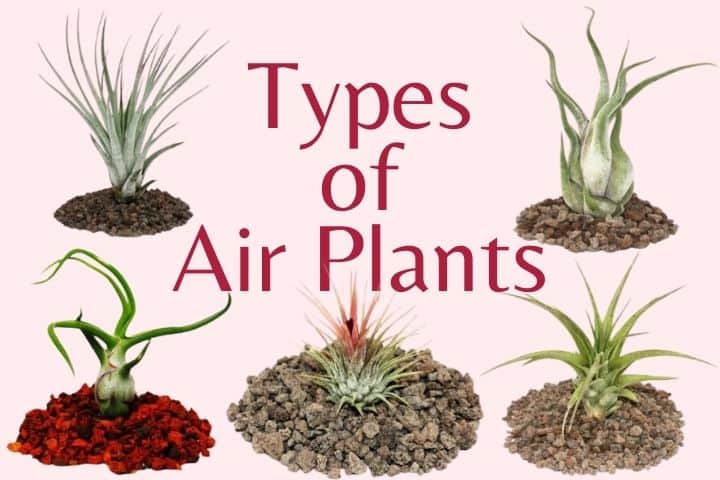 air plant identification: list of tillandsia lower classifications