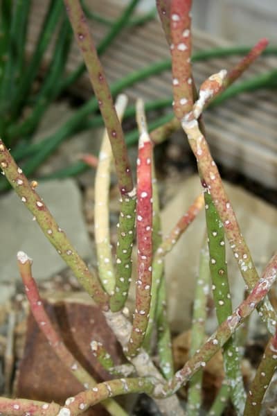 rhipsalis grandiflora 1
