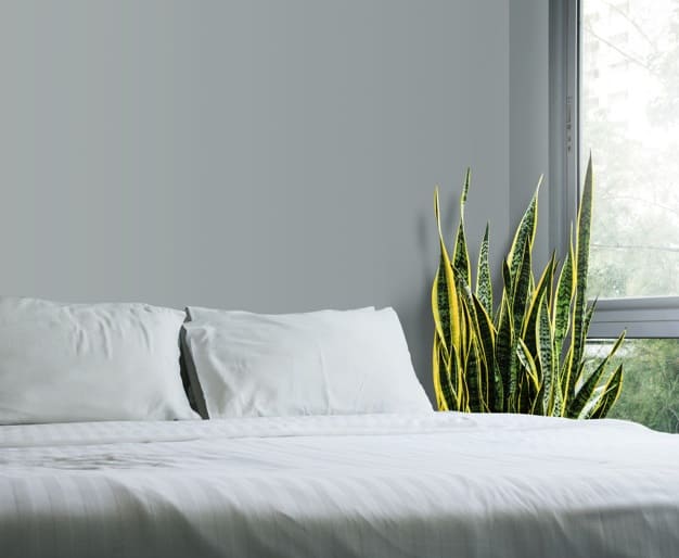 succulents bedroom 1