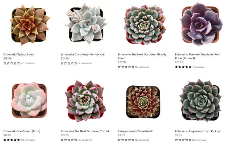 13 Best Places to Buy Succulents Online in 2025 | Succulent Alley