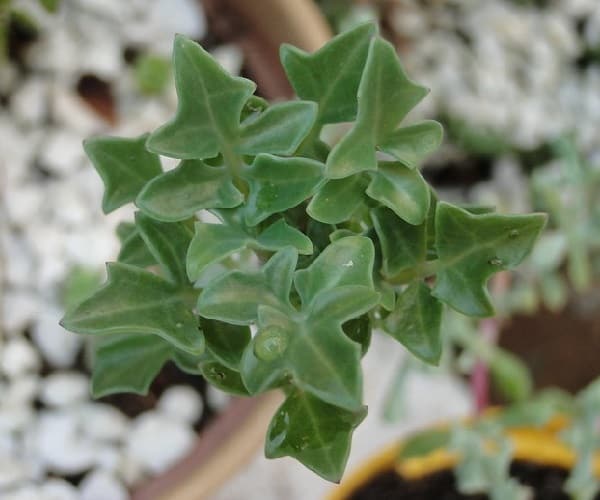 senecio articulatus