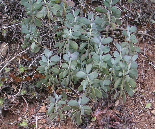 senecio cedrorum