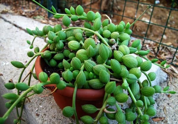 senecio herreianus