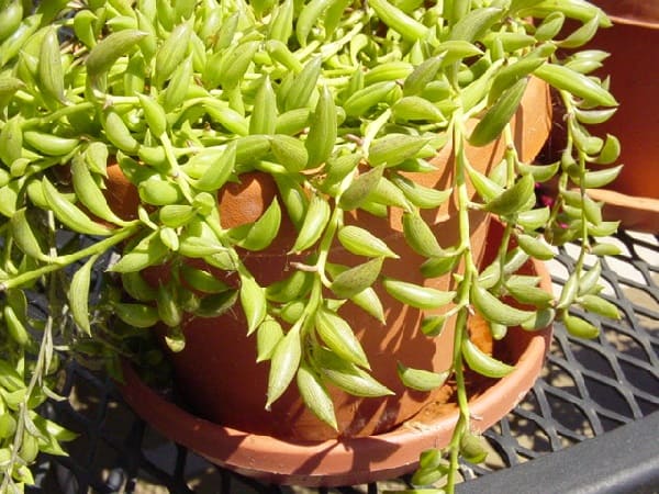 senecio radicans