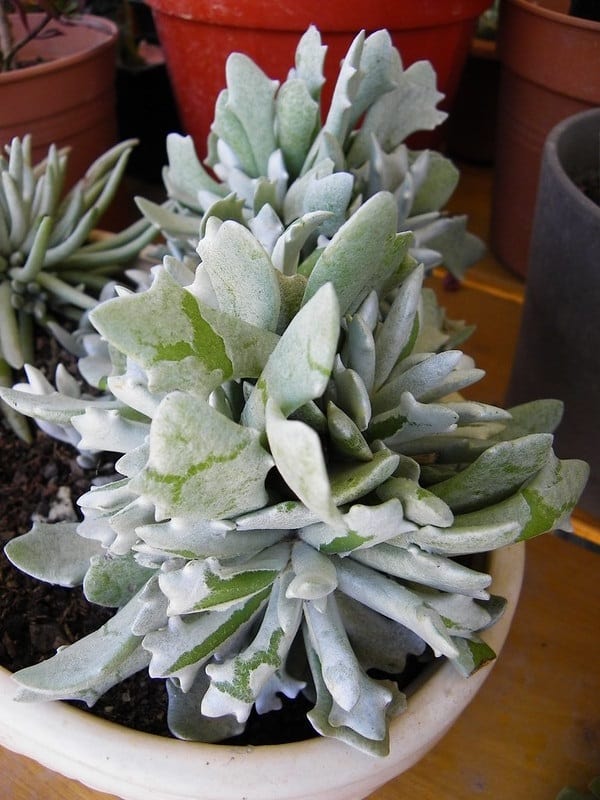 senecio scaposus var. addoensis