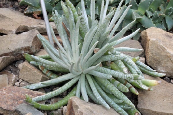 senecio scaposus