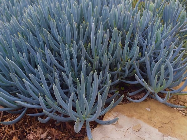 senecio talinoides subs. mandraliscae