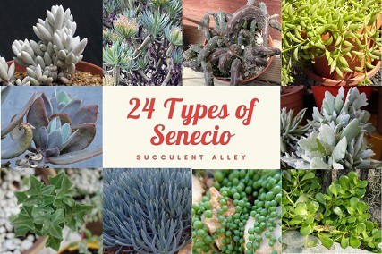 24 varieties of senecio lower classifications