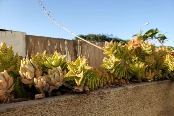 succulents along fence