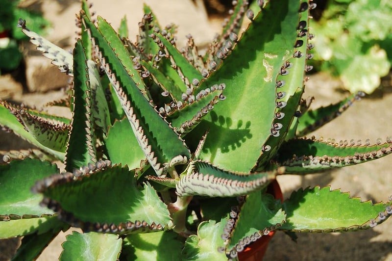 is the devil's backbone plant poisonous