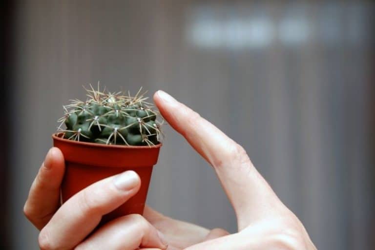 7 Poisonous Cacti Varieties You Should Be Aware Of Succulent Alley