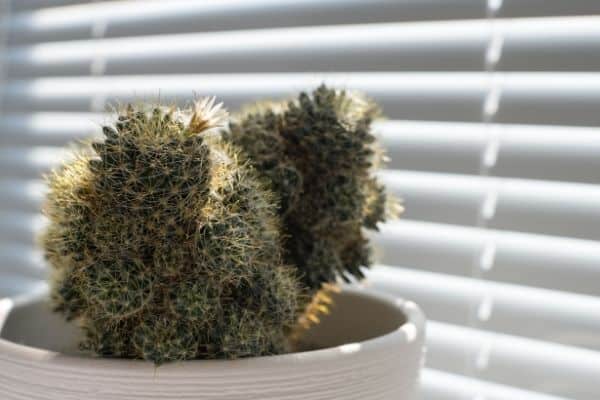 bring cactus indoors