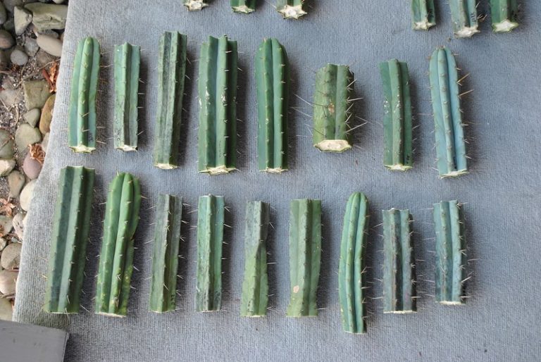 How to Easily Grow Cacti from Cuttings Succulent Alley