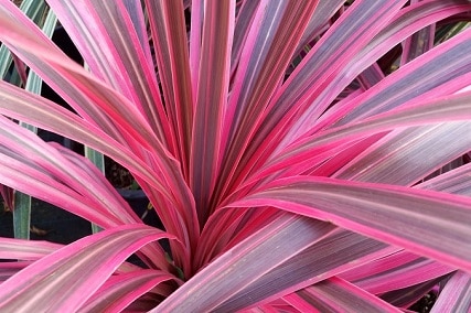 sun or shade? best light conditions for a cordyline