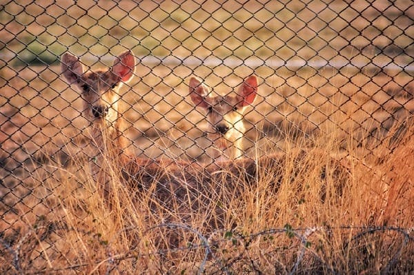 fence out deers