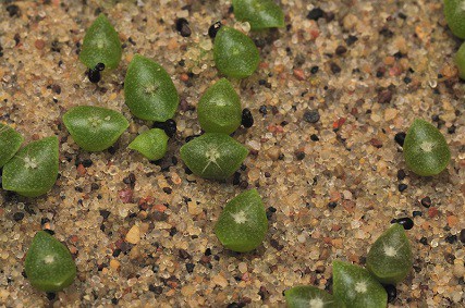 step-by-step cactus seed growing: master the process!