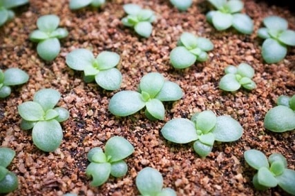 growing echeveria from seed: 8 steps to successful germination