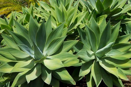 how to grow agave from seeds in 7 easy steps