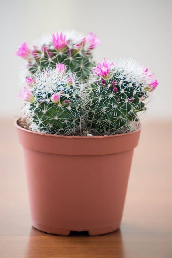 mammillaria cactus with flowers