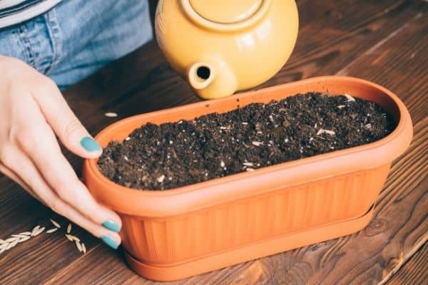 watering aloe vera seeds