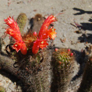 cleistocactus acanthurus