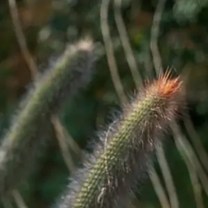 cleistocactus buchtienii