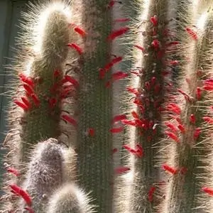 cleistocactus hyalacanthus