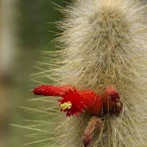 cleistocactus micropetalus