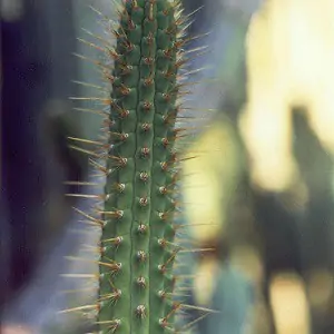 cleistocactus morawetzianus