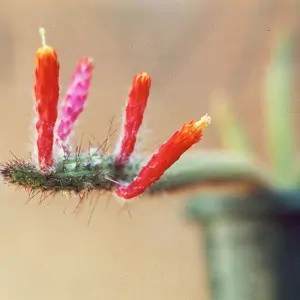 cleistocactus paraguarensis