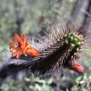 cleistocactus sepium
