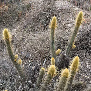 cleistocactus variispinus