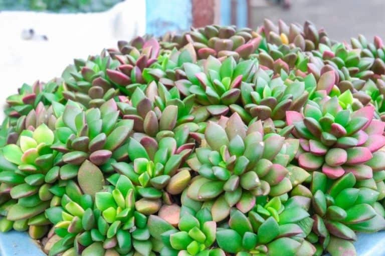 25 types of anacampseros succulents [with pictures]