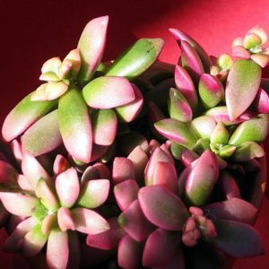 25 Anacampseros Beauties You Need in Your Succulent Collection ...