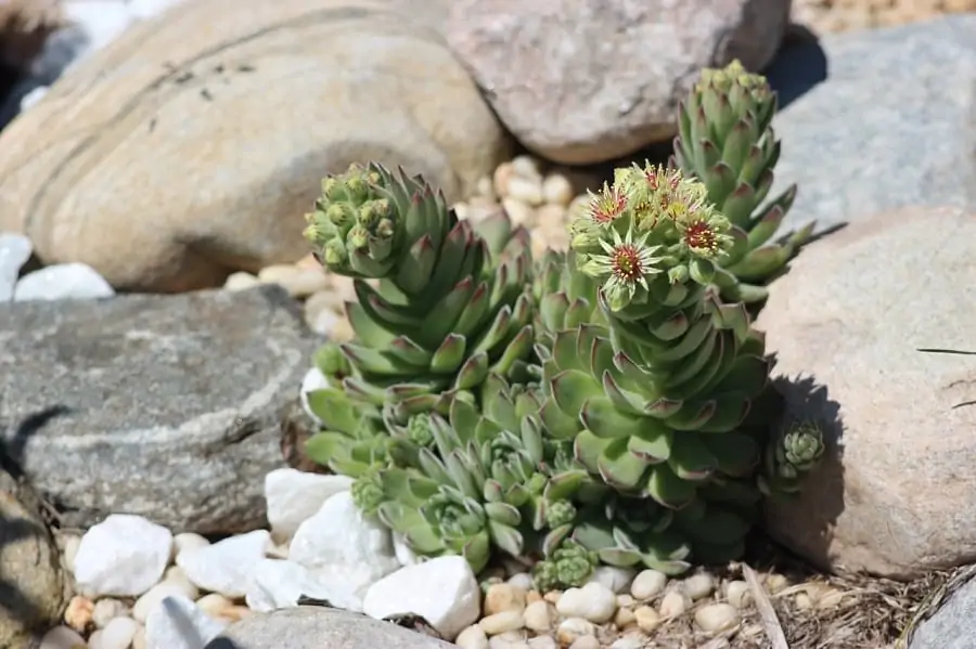 can you plant succulents in just rocks