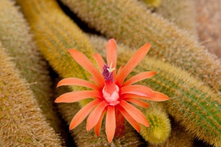 55 types of cleistocactus cacti [with pictures]