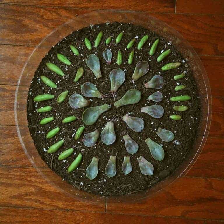 easy propagation succulents