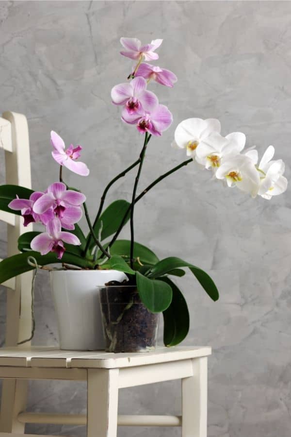 flowering orchid