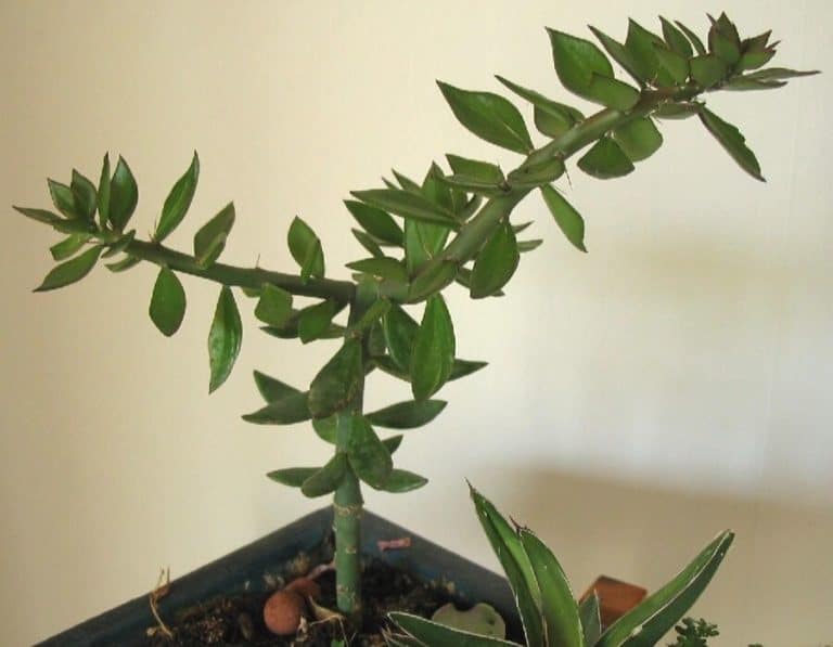 8 Pereskiopsis Cacti You Need to Know (With Stunning Photos ...