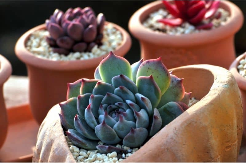 how to make succulents grow faster