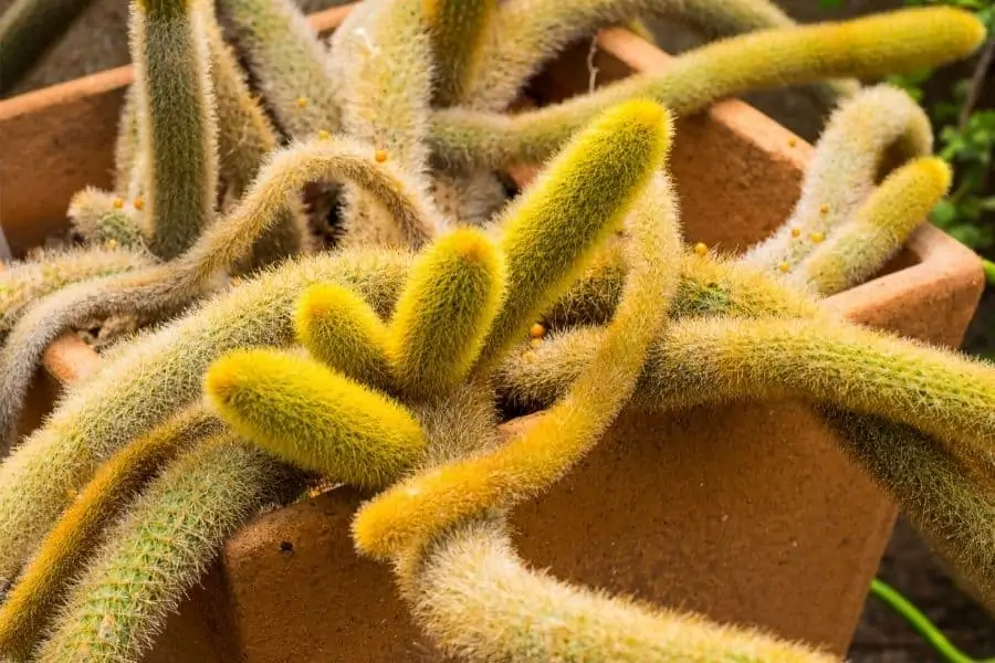 how to propagate cleistocactus