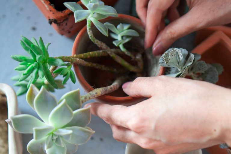repotting succulents 101: a straightforward approach