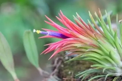 4 Ionantha Air Plant Care Tips to Keep Them Happy